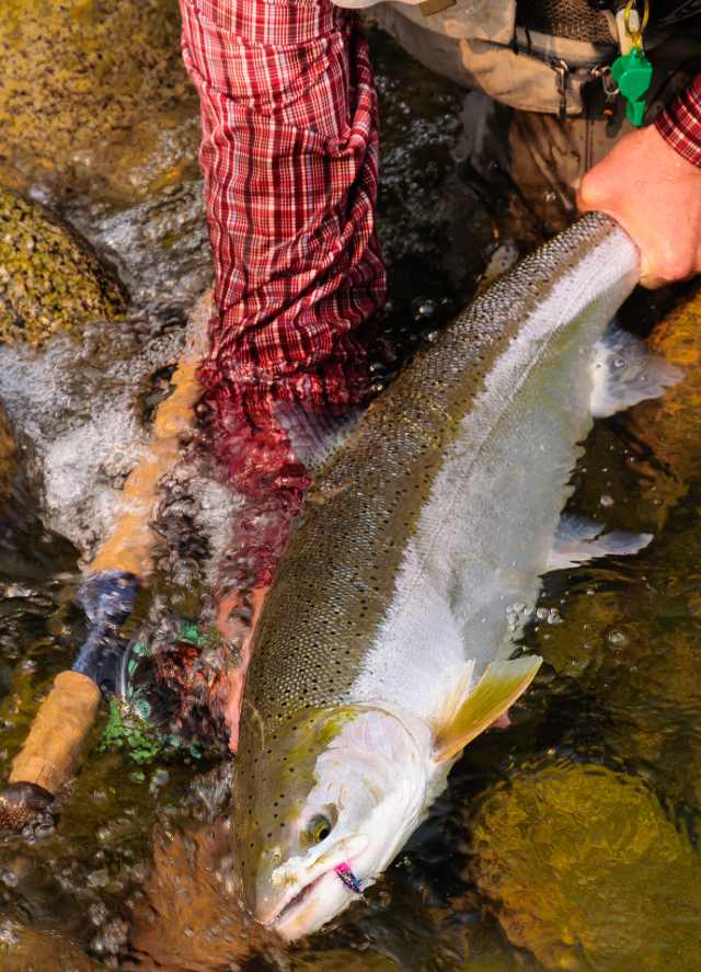 Steelhead caught with 2 hand rod. Steelhead caught with 2 hand rod.